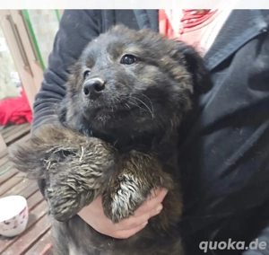 Mara, 4 Monate, wird ca. 50 cm