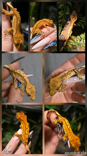 0.0.4 Kronengecko  Correlophus ciliatus 