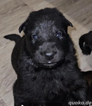 Reinrassige Groenendael Welpen 