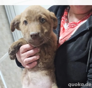 Mariechen, 4 Monate, wird ca. 50 cm