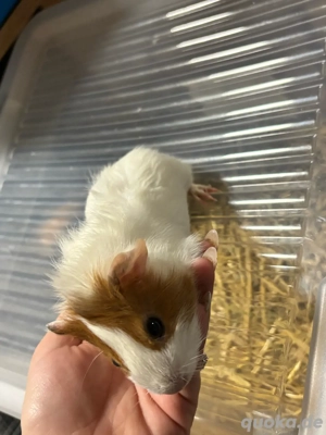 meerschweinchen weibchen 