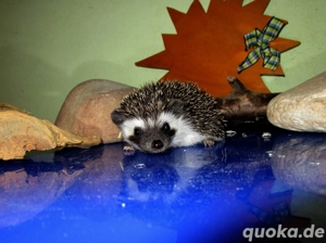 bildschöne, sehr zahme, junge Weißbauchigel - liebenswerte Traumigel  