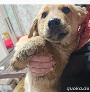 Alfons, 4 Monate, wird ca. 50-55 cm