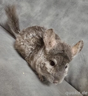 Chinchilla Jungsgruppe