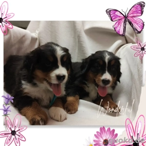 Bernersennenwelpen suchen ein neues Zuhause