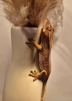 0.1 Kronengecko Red Pinstripe