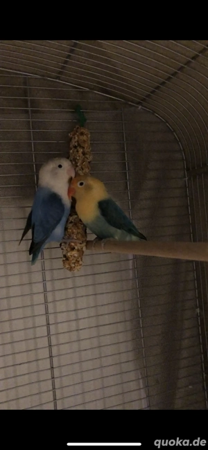 Agaporniden-Paar (2 Jahre) abzugeben