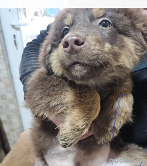 Theo, 4 Monate, wird ca. 50 cm