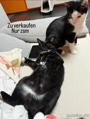 zwei geschwister einzelt geht auch 