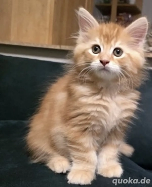 Main -Coon -Kätzchen