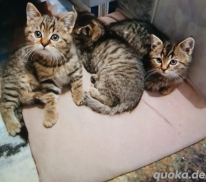 Britisch Kurzhaar 2 Jungs 1 Mädchen 