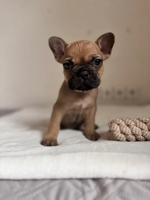 Französische Bulldogge Welpen mit Ahnentafeln 