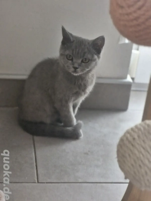 Bkh kitten Abgabebereit 