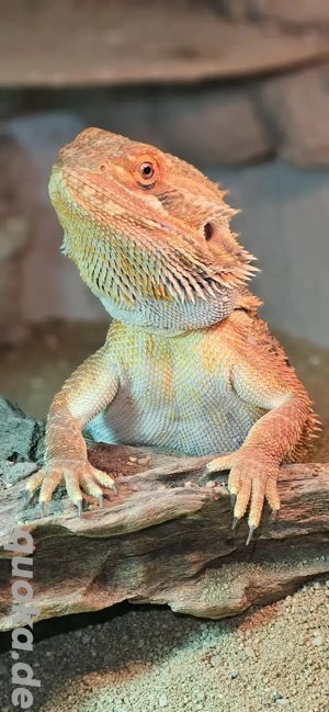 Pogona Vitticeps Bartagame dreiviertel Monster high blue male