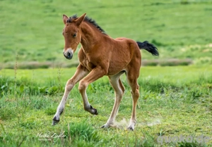 Bella Rose PRE Stutfohlen