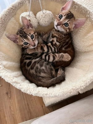 Wunderschöne Bengal-Kitten ohne Stammbaum, geb. 06.11.2025