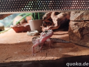 2 Leopartgecko Weibchen 