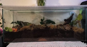 Ich nehme Achatschnecken auf 