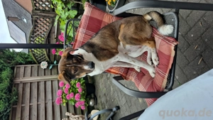 Joy sucht Traumzuhause 