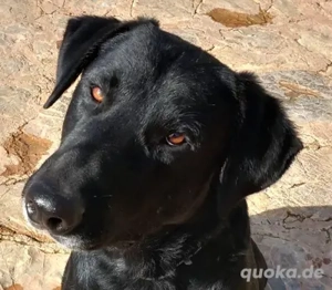 Boris,PastorMallorquin Mix - ein sanfter, verträglicher und anhänglicher Rüde, auch ruhebedürftig.