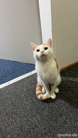 Liebe Katze sucht ein neues Zuhause   