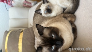 wundervolle Siamkätzchen