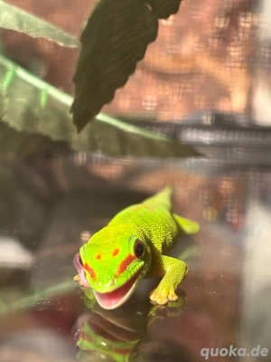 Madagaskar Taggecko phelsuma grandid 