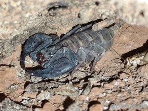 Erlaubte Skorpione in NRW 