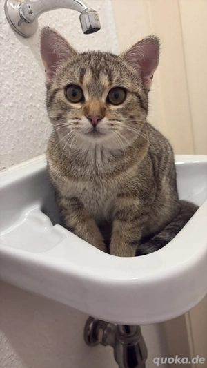 kleine katze 6 monate