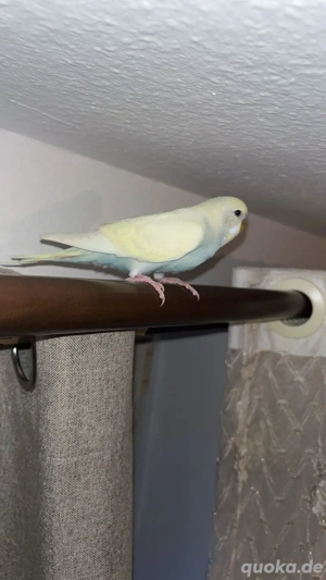 wellensitich jungvogel zahm