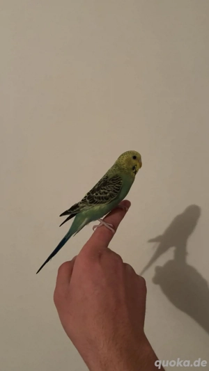 wellensitich jungvogel zahm 