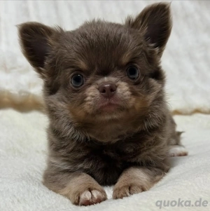 Chihuahua Welpen suchen ihr Traum Zuhause