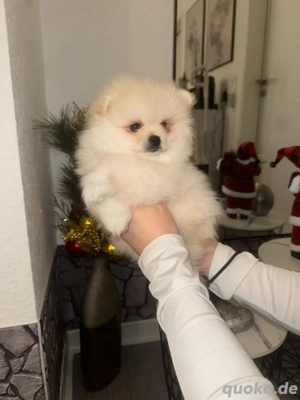 Reinrassigen Pomeranian zwergspitz mini mit Teddy gesicht
