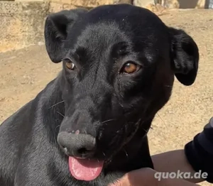 Rico,PastorMallorquinMischlg. - braucht einfühlsame Menschen,um Vertrauen fassen zu können