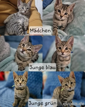 Wunderschöne Bengal-Siam Mix