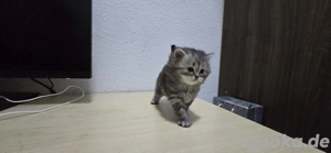 Katzen für verkaufen