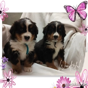 Bernersennenwelpen suchen ein neues Zuhause