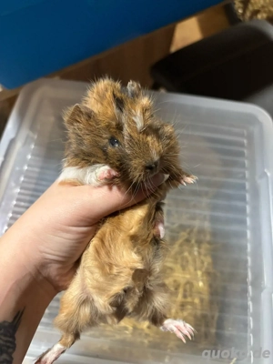 meerschweinchen weibchen