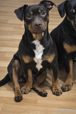 Französische Bulldogge Terrier Mix Rüde sucht ein neues für immer Zuhause