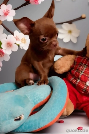 Reinrassiger Schoko Chihuahua Welpe