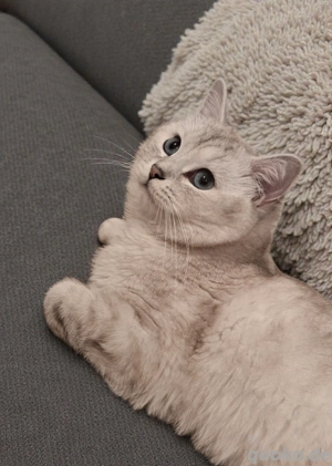 Deckkater BKH Silver Shadet  Bild 2