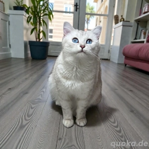 Deckkater BKH Silver Shadet  Bild 4