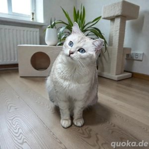 Deckkater BKH Silver Shadet  Bild 3