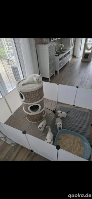 Deckkater BKH Silver Shadet  Bild 5