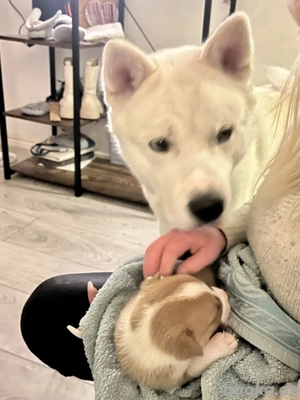 2 zuckersüße jungs (Rüden) noch abzugeben 