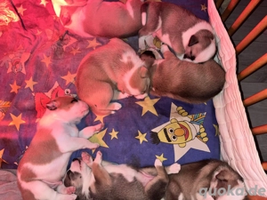 5 süße  Jungen (Rüden) noch abzugeben 