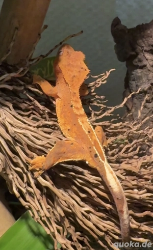 Kronengecko Nachzucht 1.0 