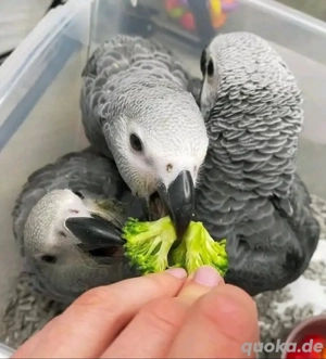 Wunderschöne graue Papageien, die bereit sind, in ihr neues, liebevolles Zuhause für immer zu ziehen