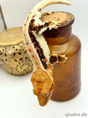 Lilly White Männchen 