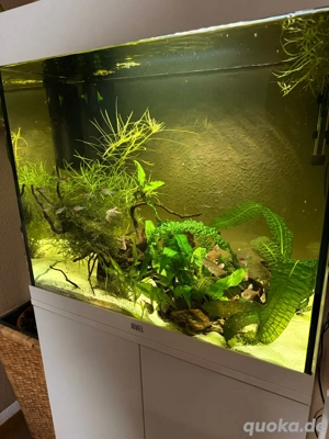 Juwel Lido 120 Aquarium   komplett eingerichtet + Besatz